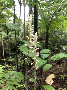 Image of Caribbean False Helmet Orchid