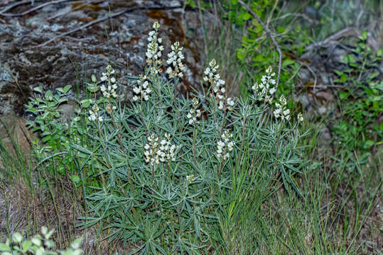 Image of sulphur lupine