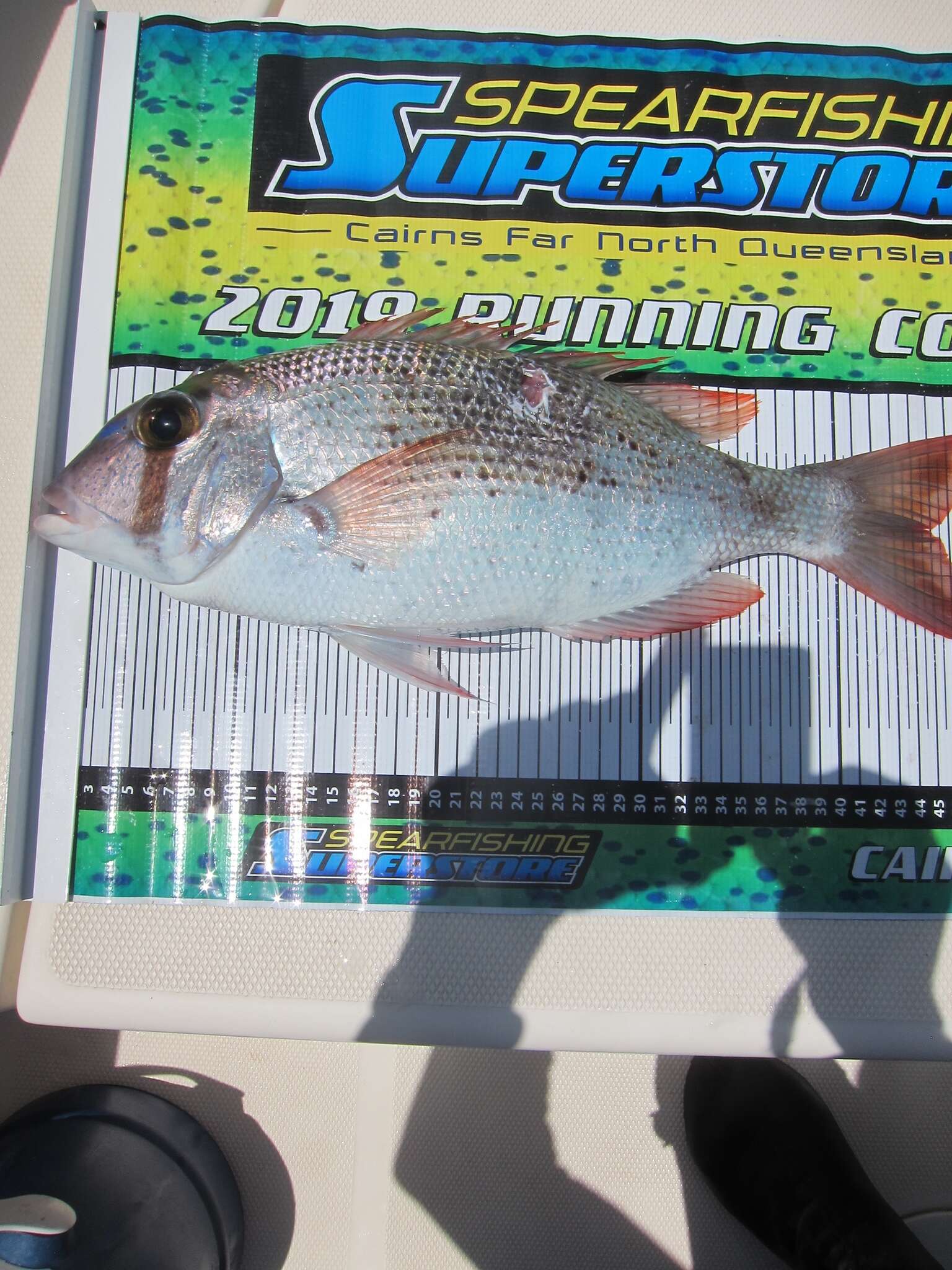 Image of Blue-spotted large-eye bream