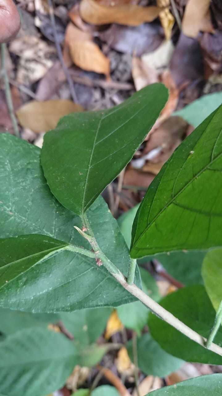 Image of oakleaf fig