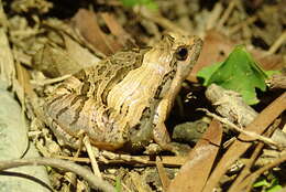 Image of Beautiful Pygmy Frog