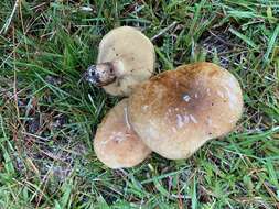 Image of Suillus quiescens T. D. Bruns & Vellinga 2010