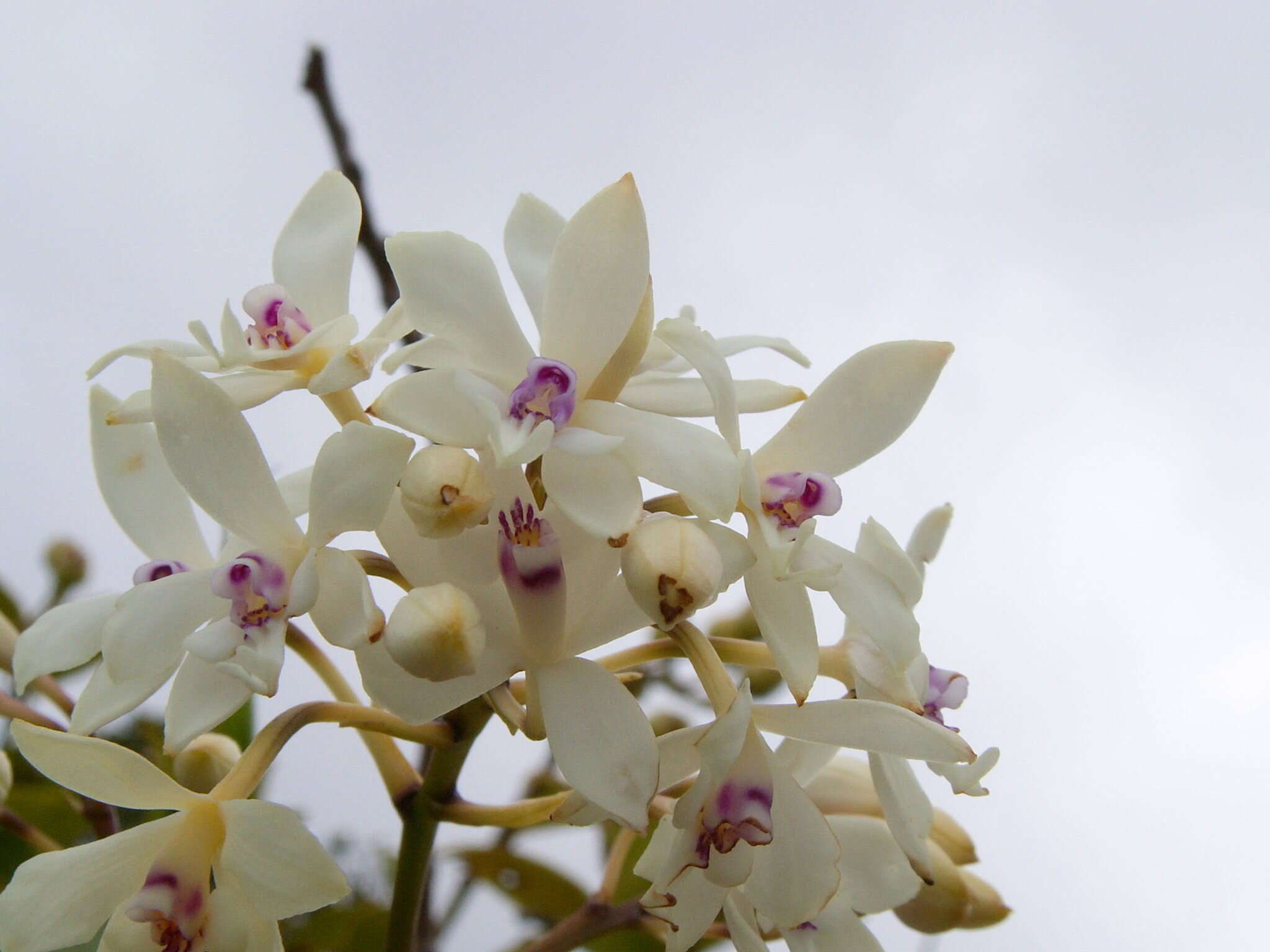 Image de Epidendrum patens Sw.