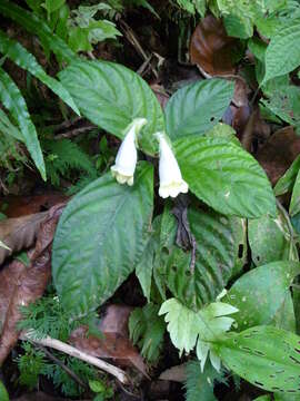 Image of Gasteranthus delphinioides (Seem.) Wiehler