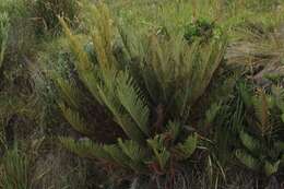 Image of Lomariocycas aurata (Fée) Gasper & A. R. Sm.