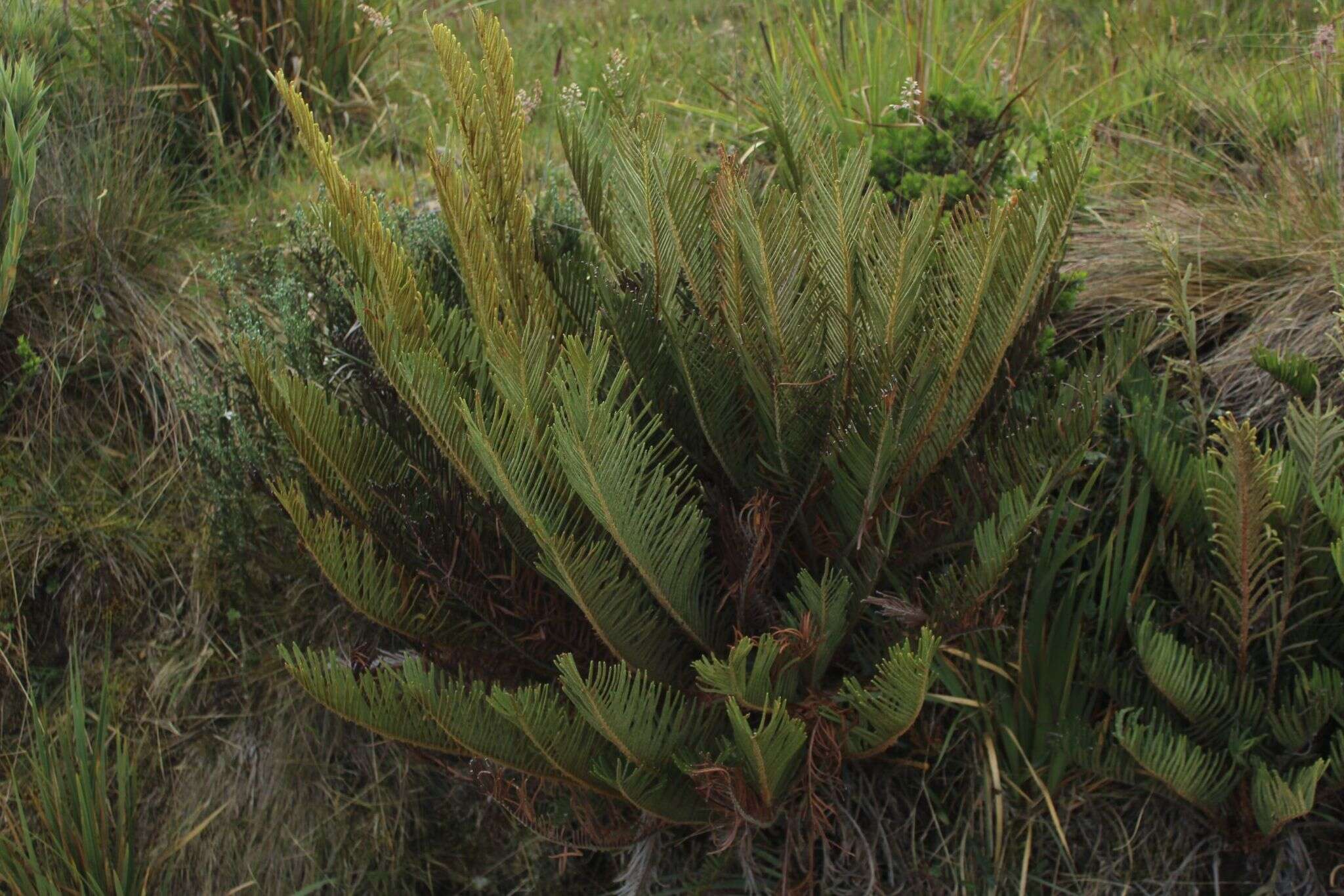 Image of Lomariocycas aurata (Fée) Gasper & A. R. Sm.