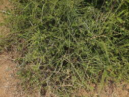 Image of Dwarf bush-cherry