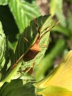 صورة Chondrocera laticornis Laporte 1832