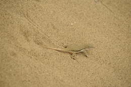 Image of Rapid Racerunner