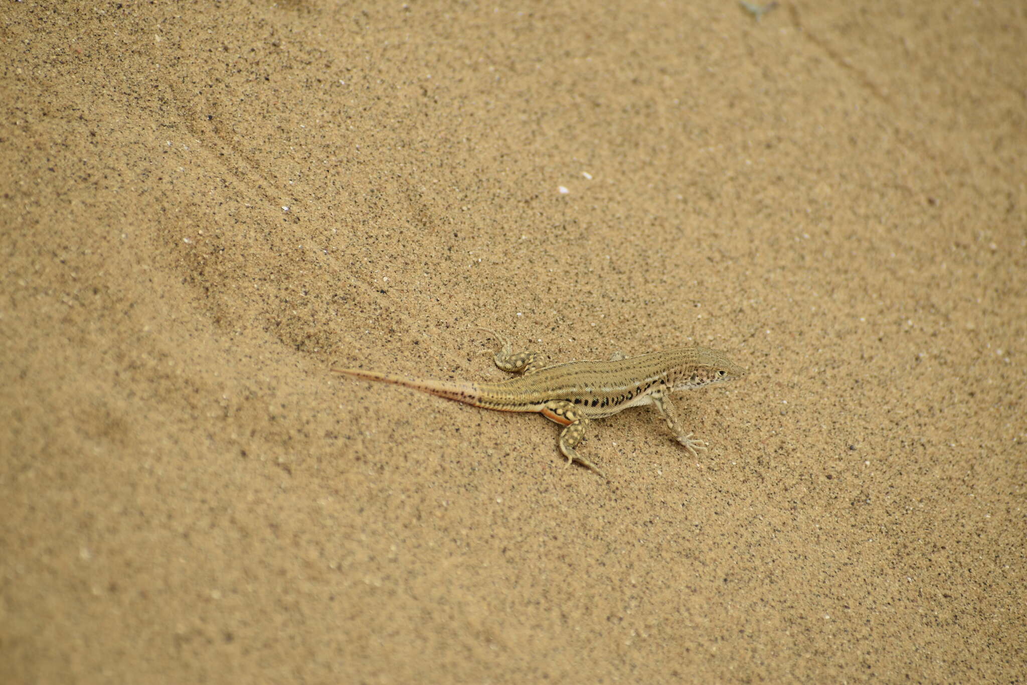 Image of Rapid Racerunner