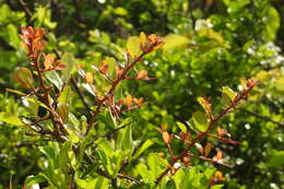 Image of Gymnosporia diversifolia Maxim.