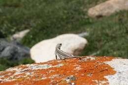 Image of Himalayan Agama