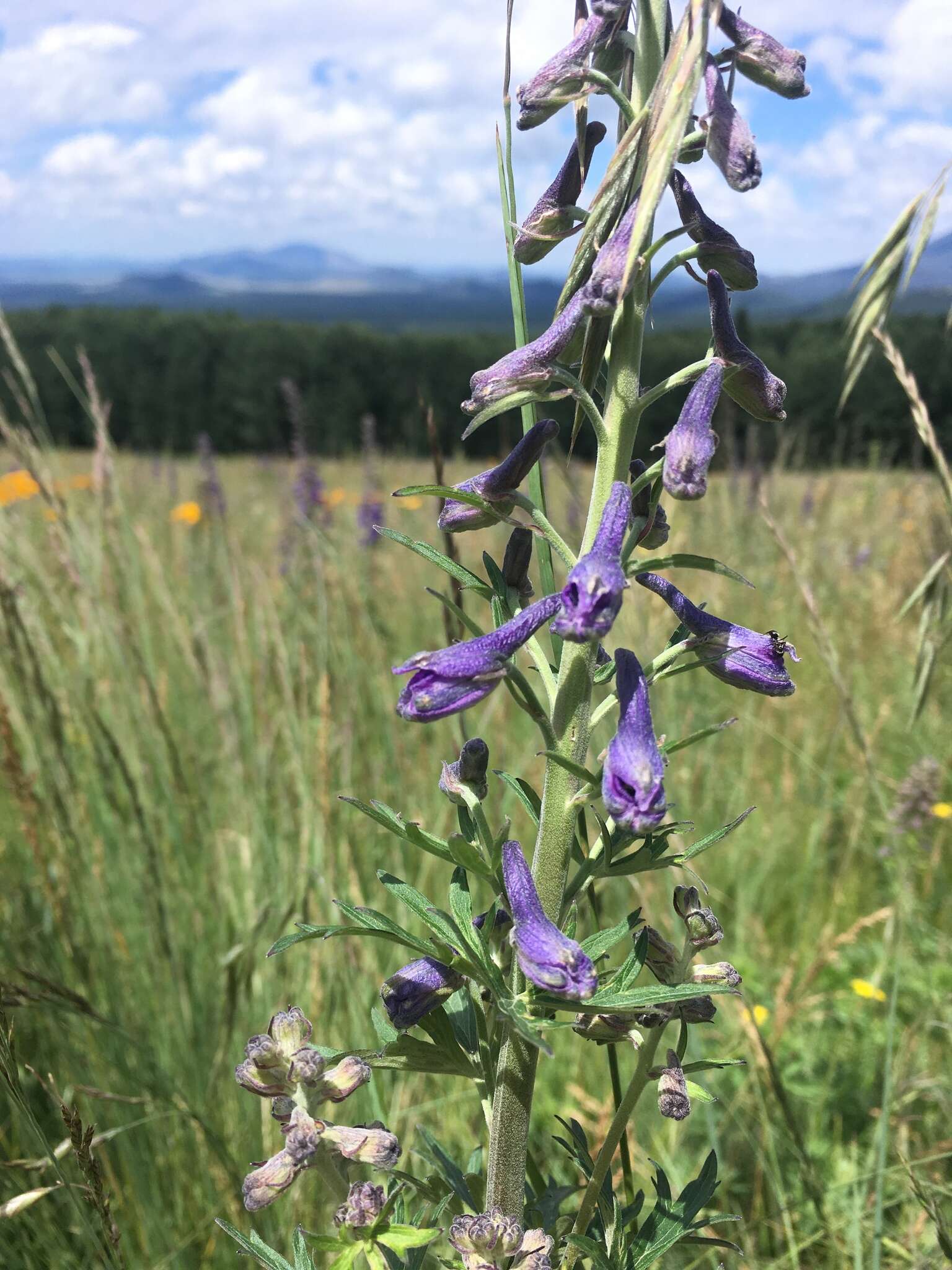 Image of Clark Valley Larkspur