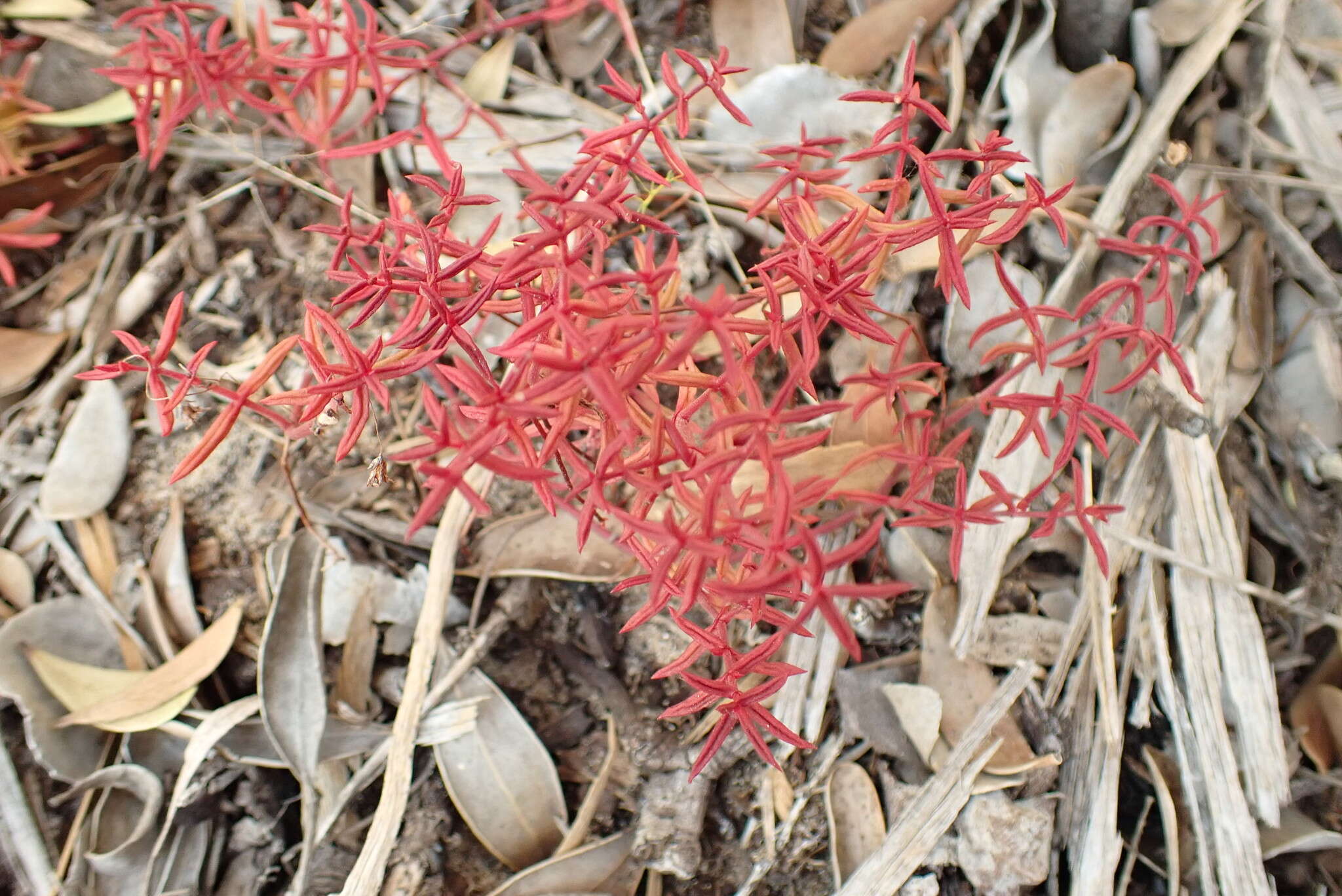 Image of Crassula expansa subsp. expansa