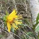 صورة Bidens cosmoides (A. Gray) Sherff