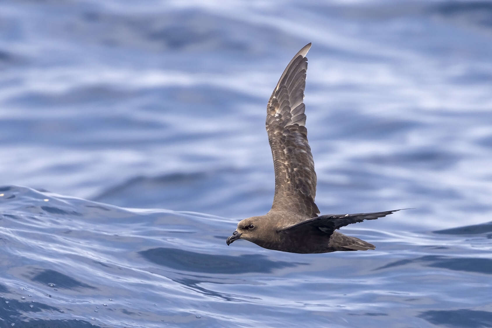 Image of Great-winged Petrel