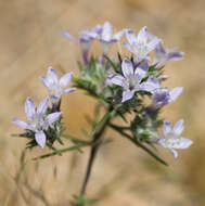 Imagem de Eriastrum eremicum (Jepson) Mason