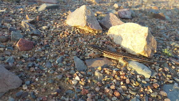 Image of Mongolia Racerunner