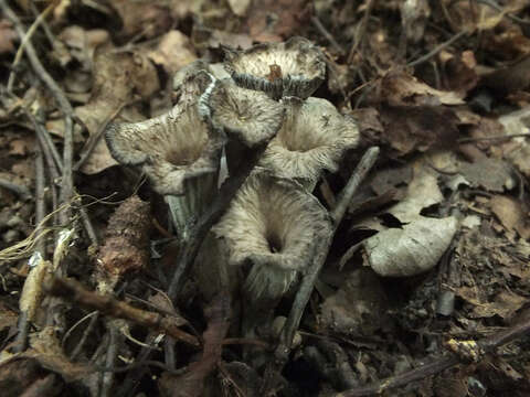 Слика од Cantharellus cinereus (Pers.) Fr. 1821