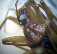 Image of Reduvius testaceus (Herrich-Schaeffer 1848)