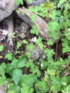 Image of Huachuca Mountain geranium