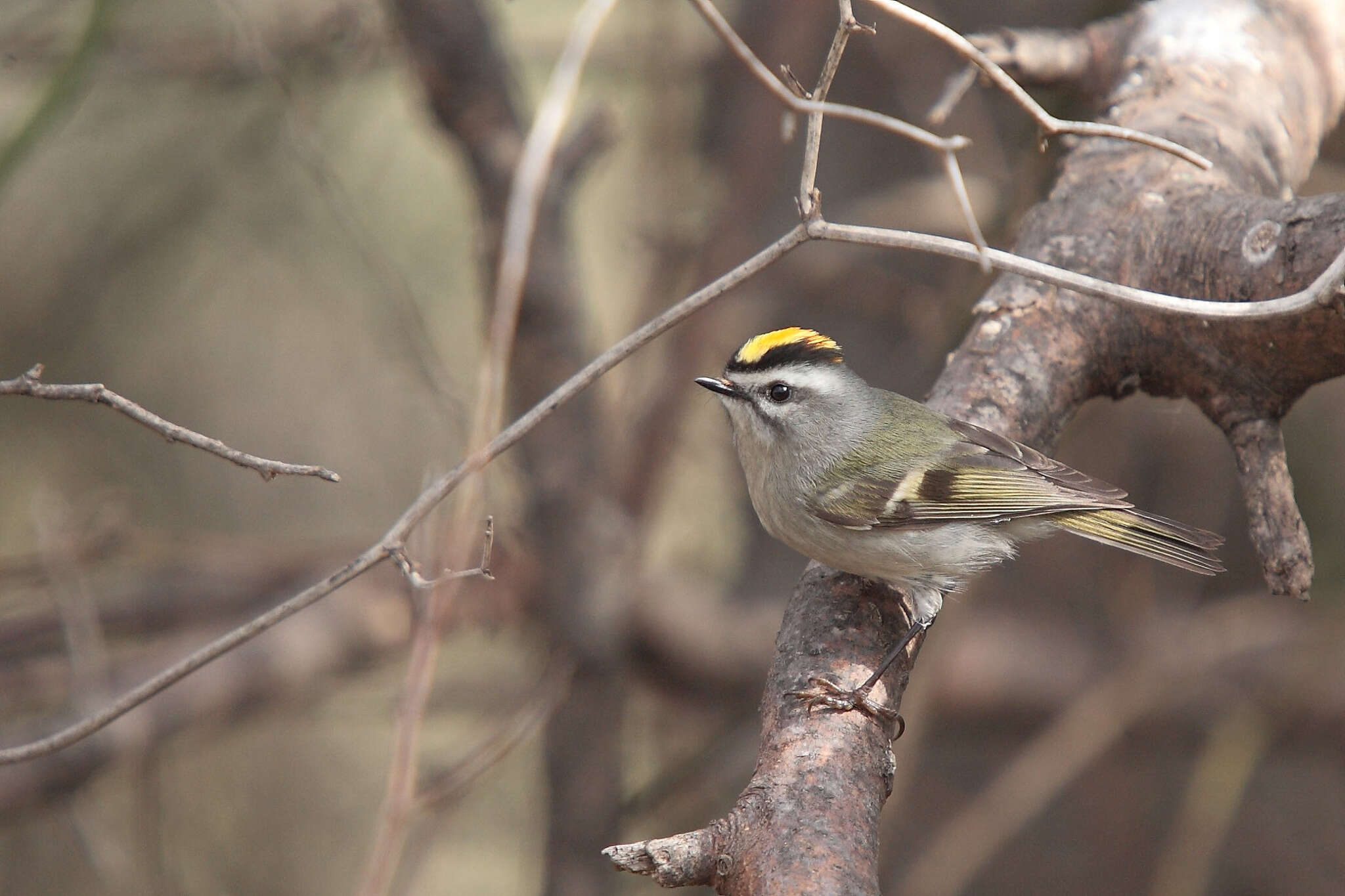 Regulidae resmi