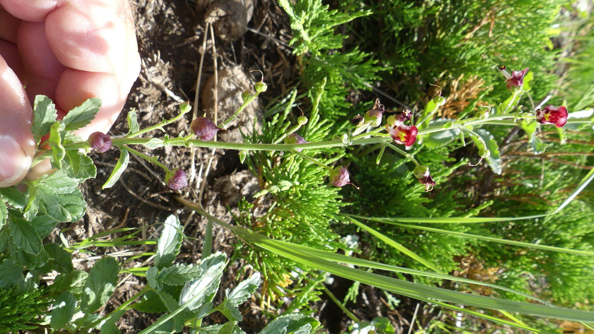 Image of Scrophularia incisa Weinm.