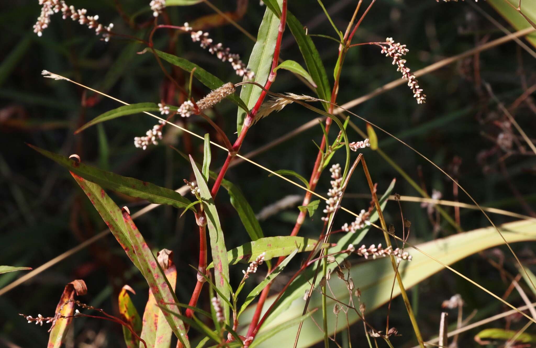 Image of Snake-root