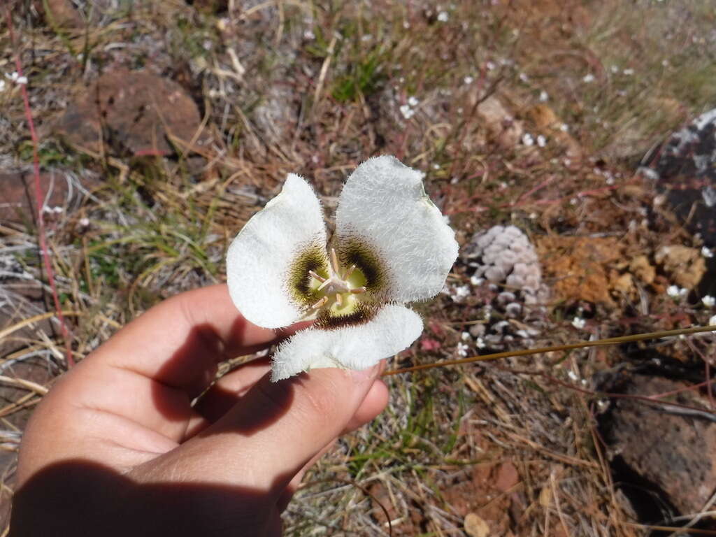 Image of Howell's mariposa lily