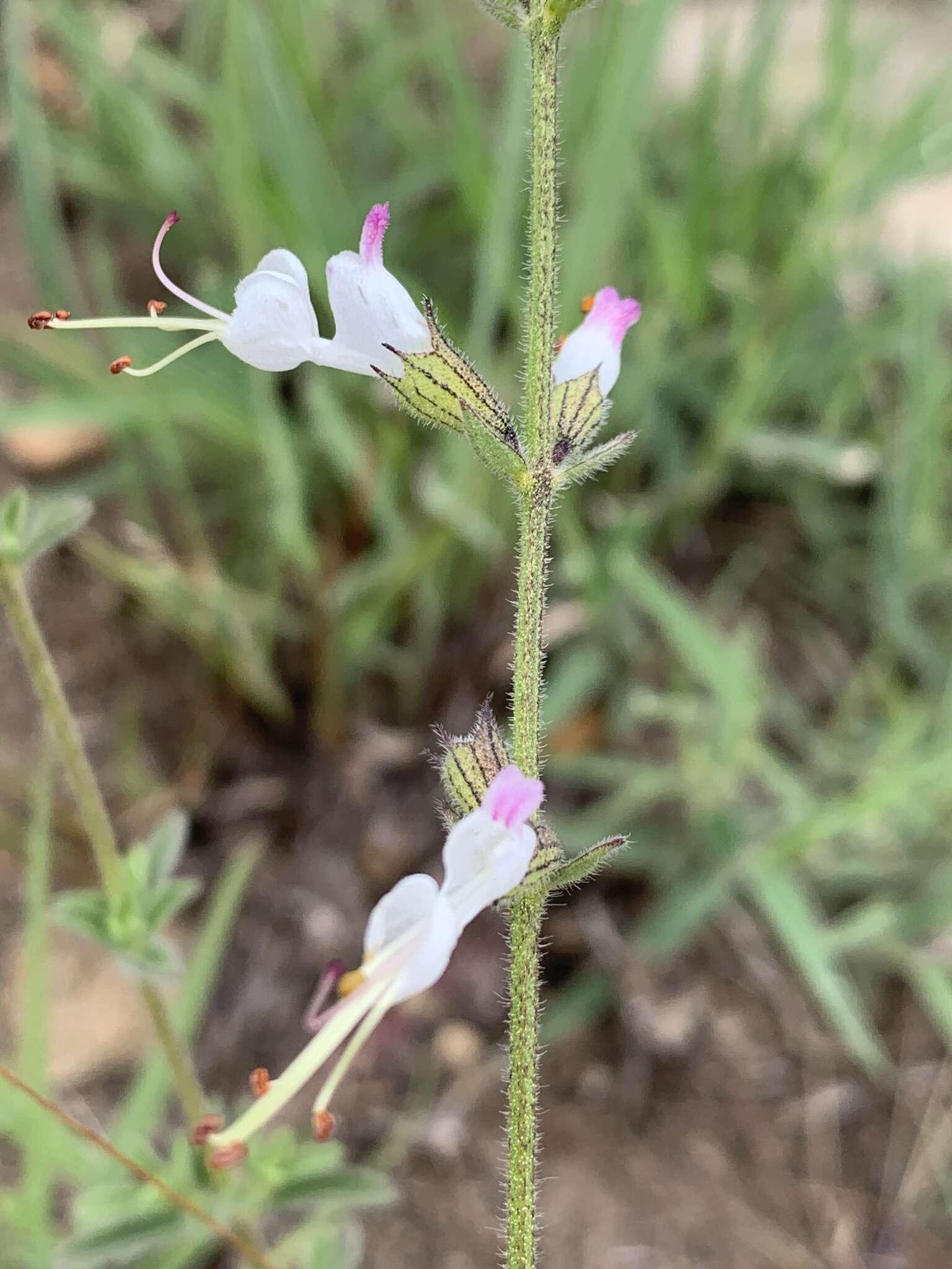 Image of Syncolostemon parviflorus var. parviflorus