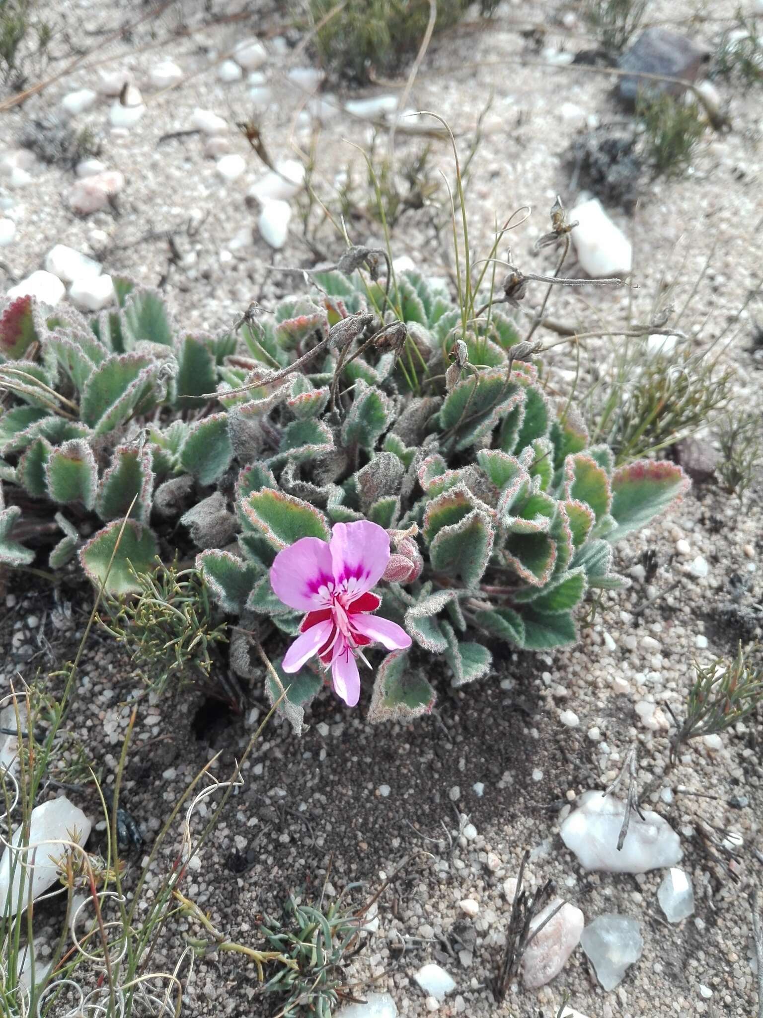 Image of Pelargonium ovale subsp. hyalinum L. Hugo