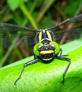 Imagem de Anisogomphus Selys 1858