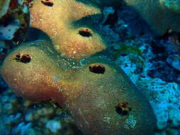 Image of Acanthostrongylophora Hooper 1984