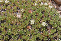 Image of Woodside buckwheat