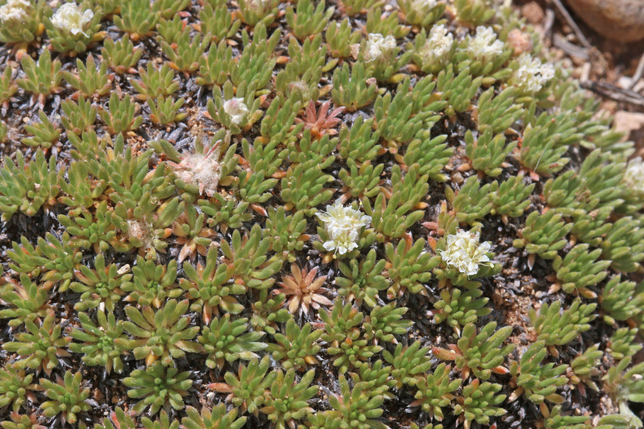 Image of Woodside buckwheat