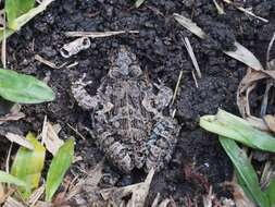 Image of Asian Grass Frog