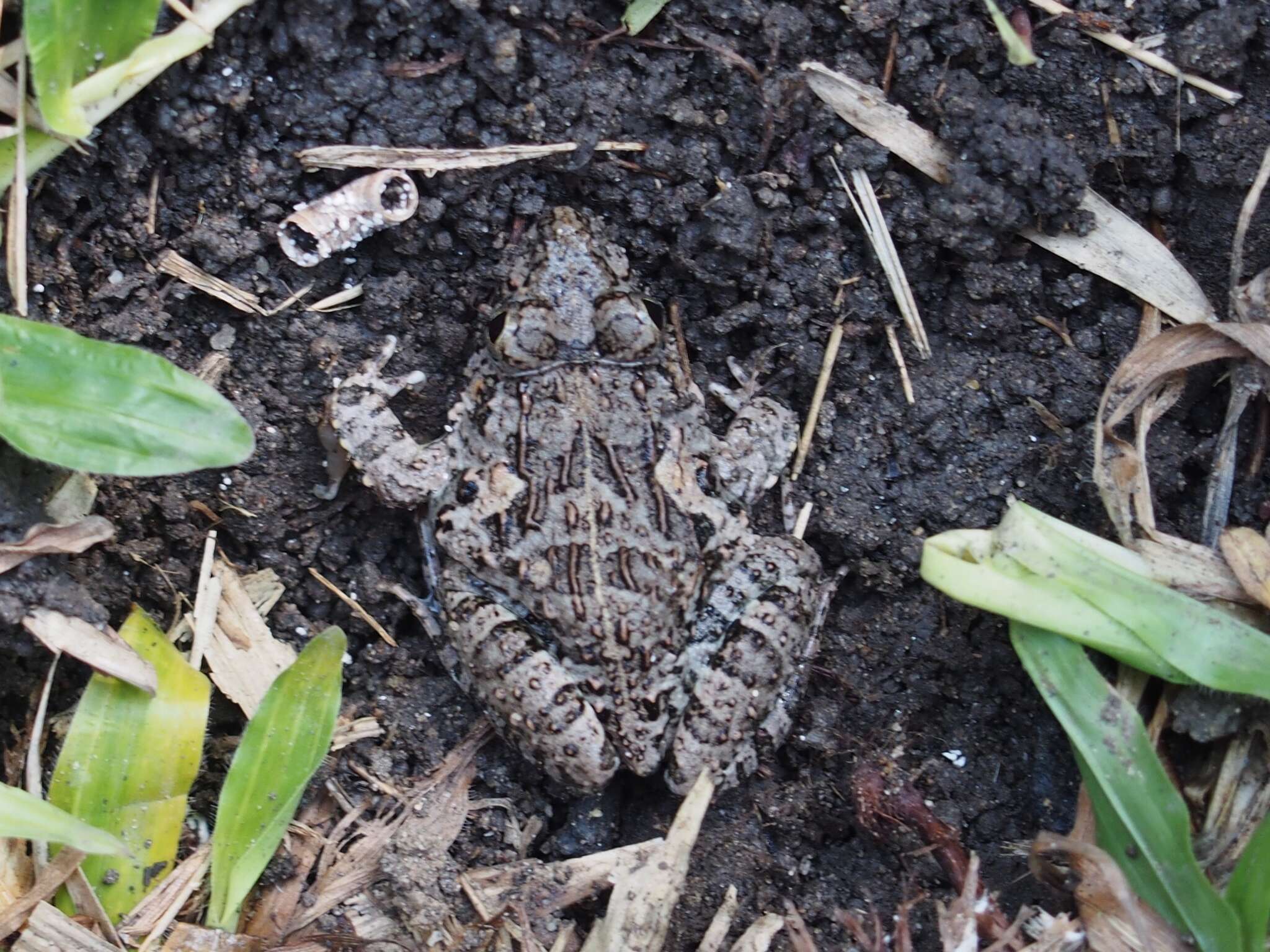 Image of Asian Grass Frog