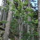 Plancia ëd Sorbus randaiensis (Hayata) Koidz.