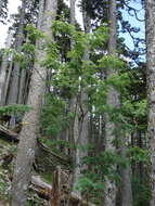 Image of Sorbus randaiensis (Hayata) Koidz.