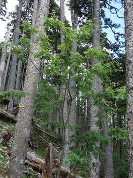 Слика од Sorbus randaiensis (Hayata) Koidz.