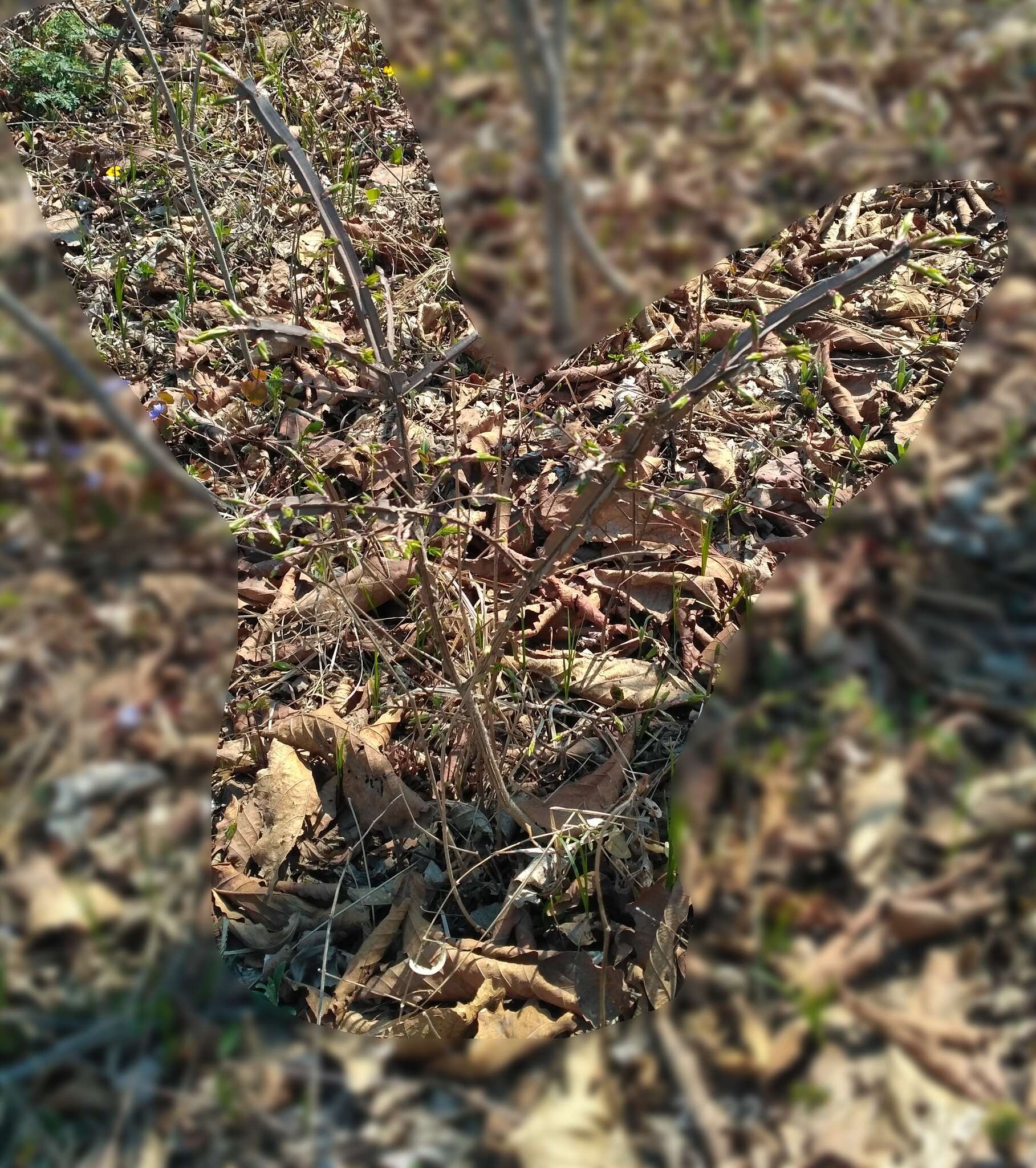 Image of Euonymus alatus subsp. sacrosancta (Koidz) Vorosh.