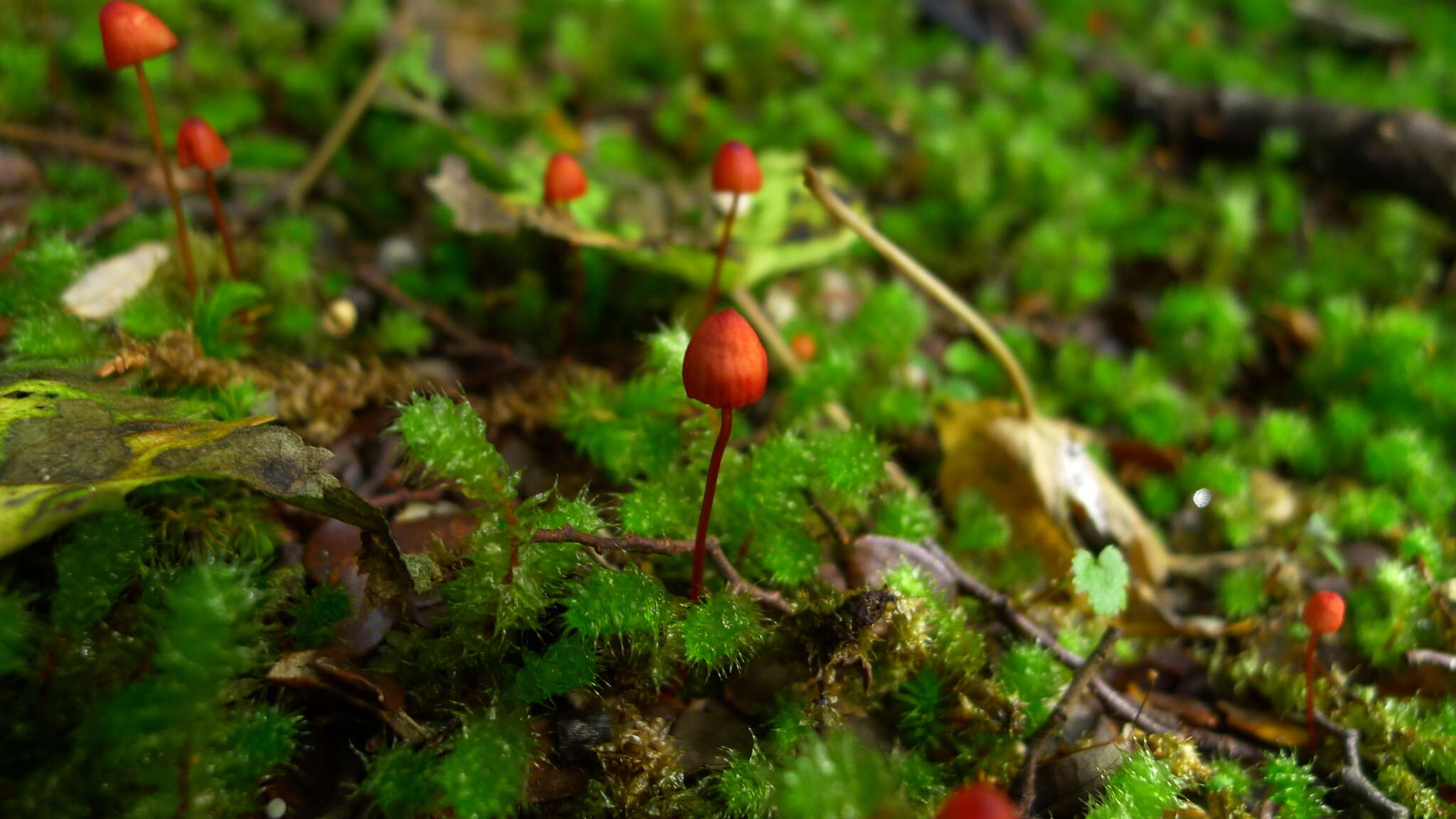 Plancia ëd Mycena ura Segedin 1991