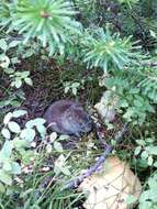 Image of Revillagigedo Island Red-backed Vole