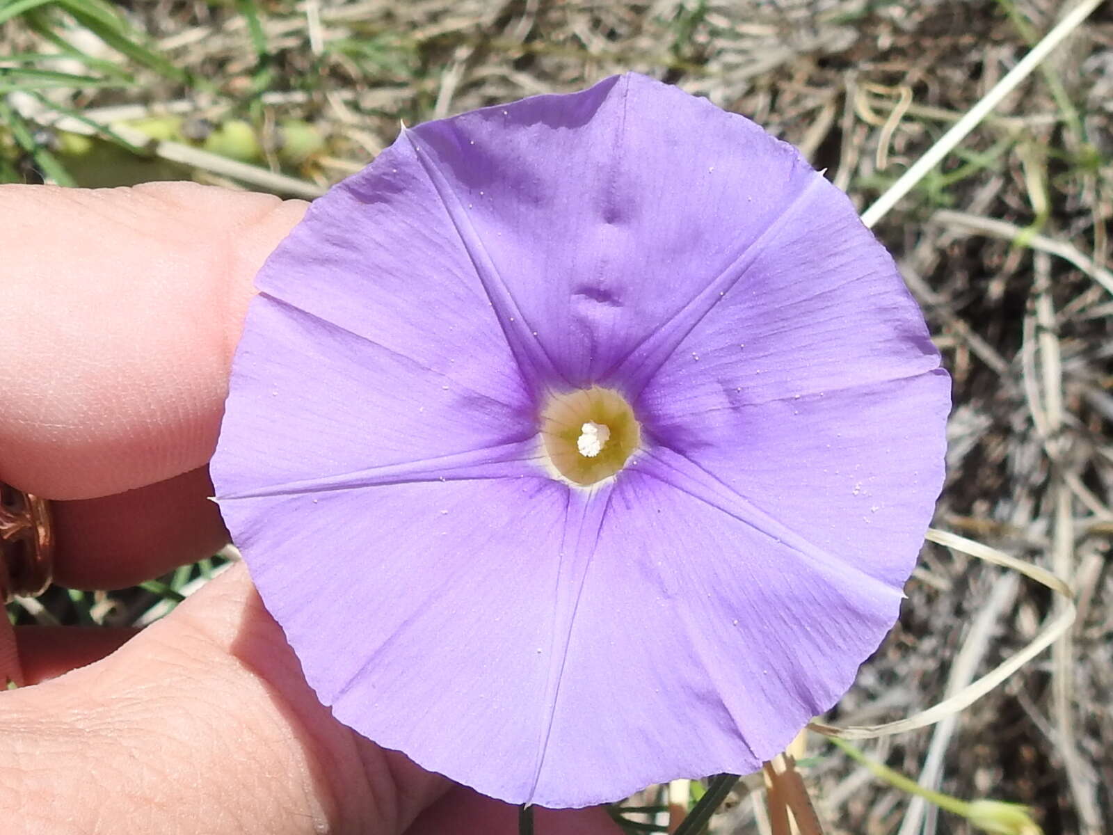 Imagem de Ipomoea ternifolia var. leptotoma (Torr.) J. A. Mc Donald