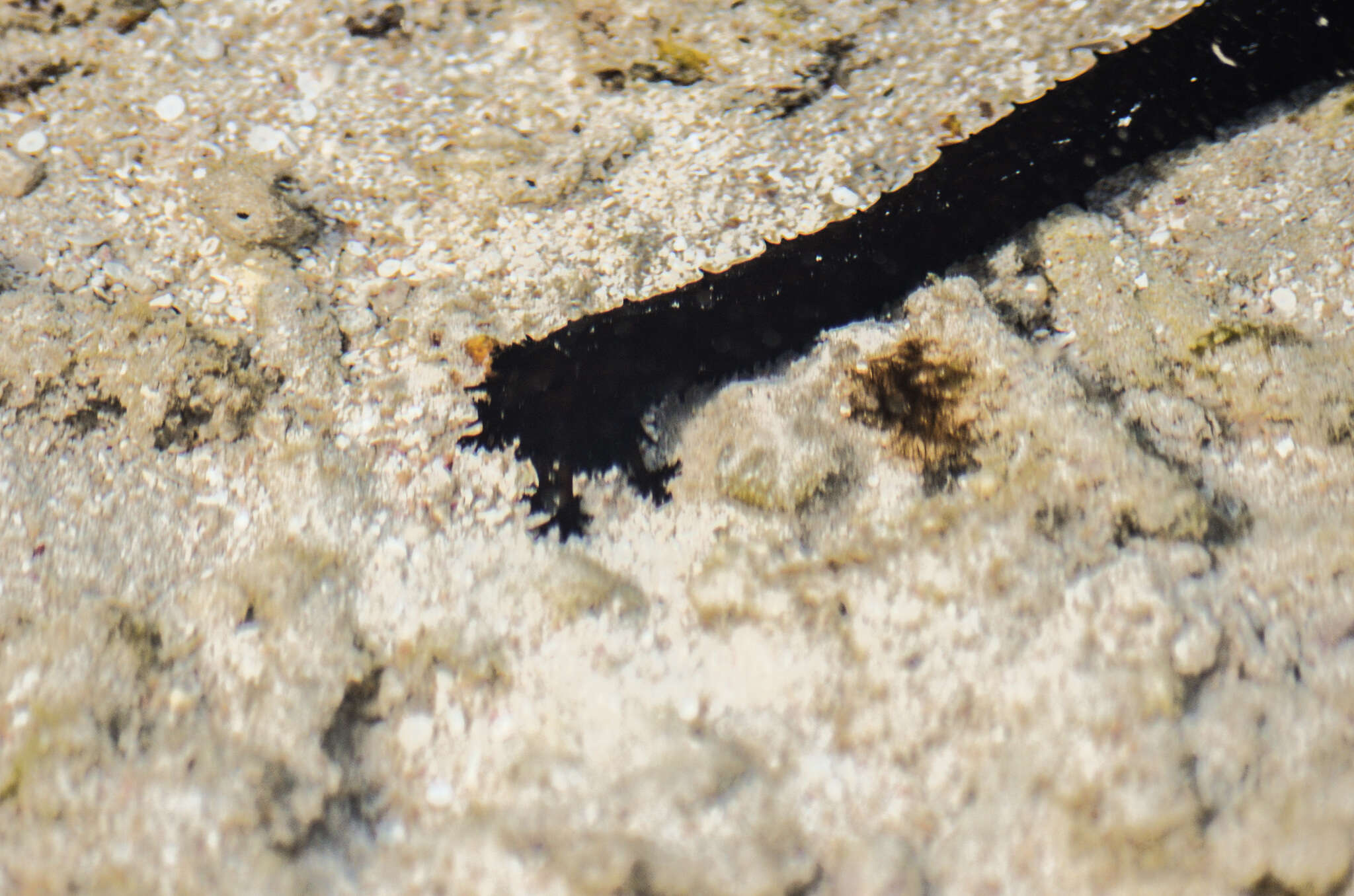 Image of Holothuria subgen. Mertensiothuria Deichmann 1958