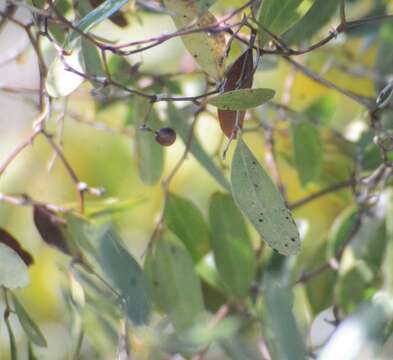 Imagem de Smilax auriculata Walter