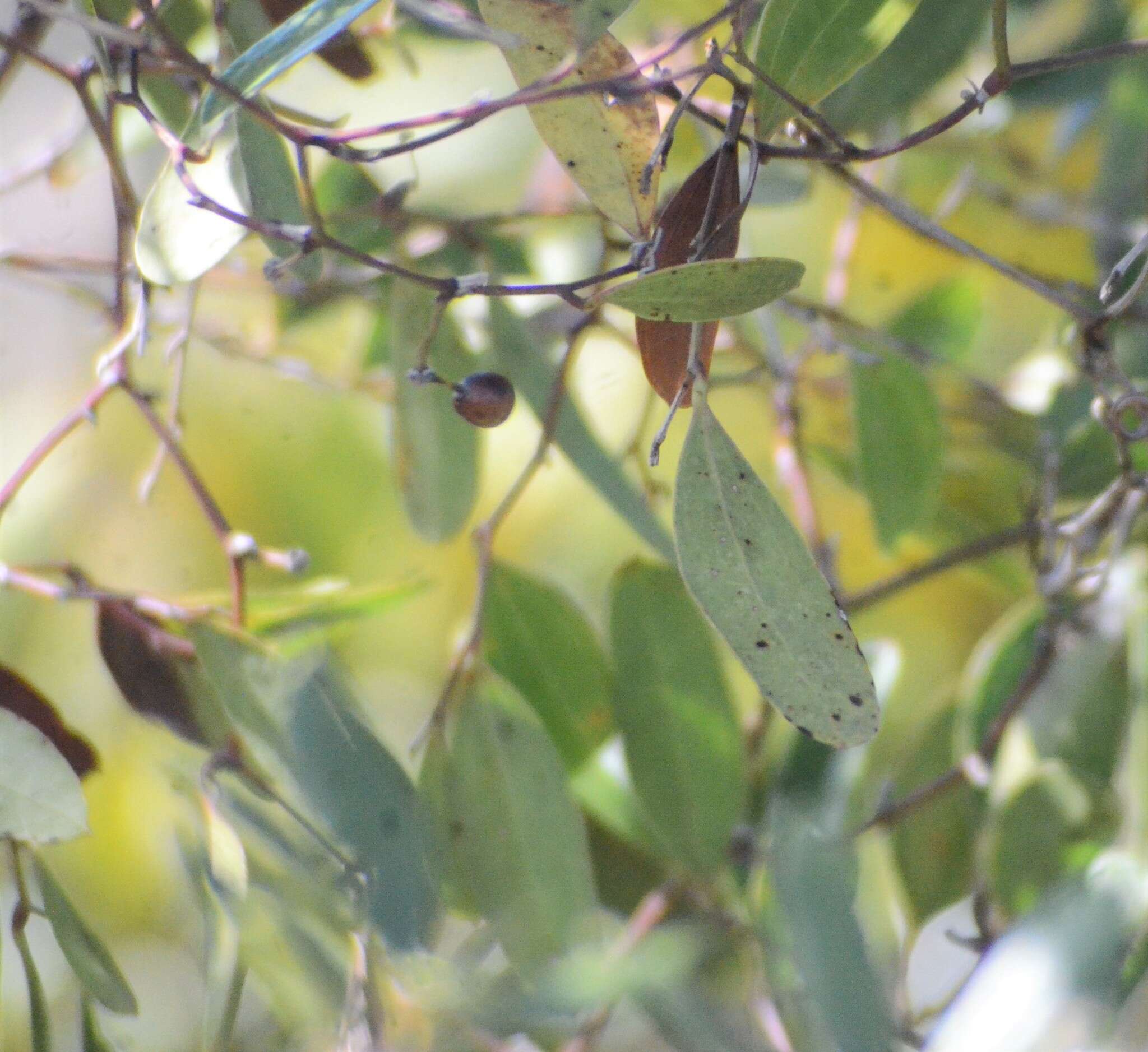 Image of earleaf greenbrier