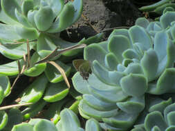 Image of Xami Hairstreak