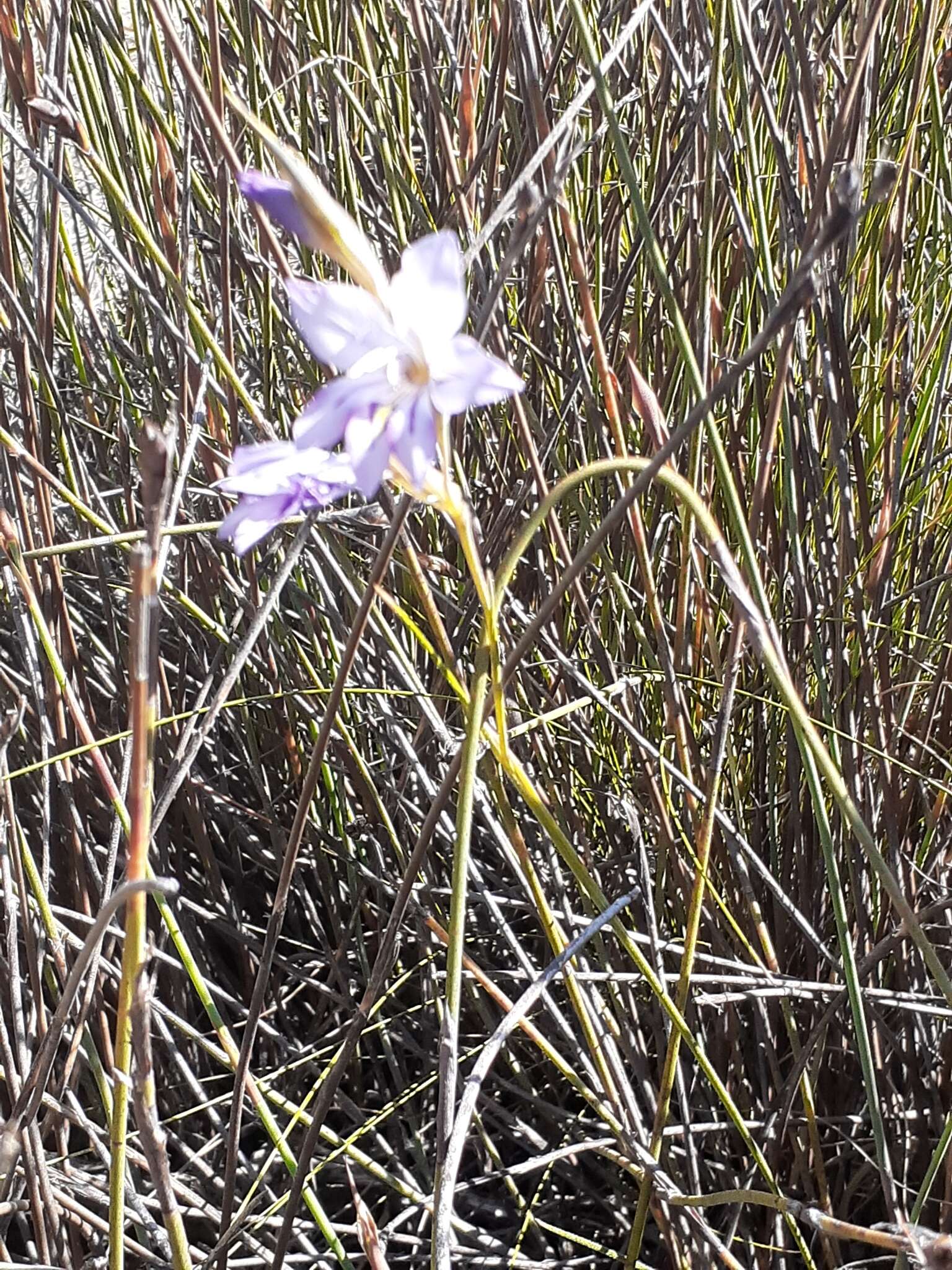 Imagem de Gladiolus inflatus (Thunb.) Thunb.