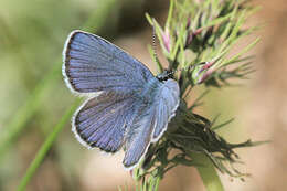 Image of Cyaniris